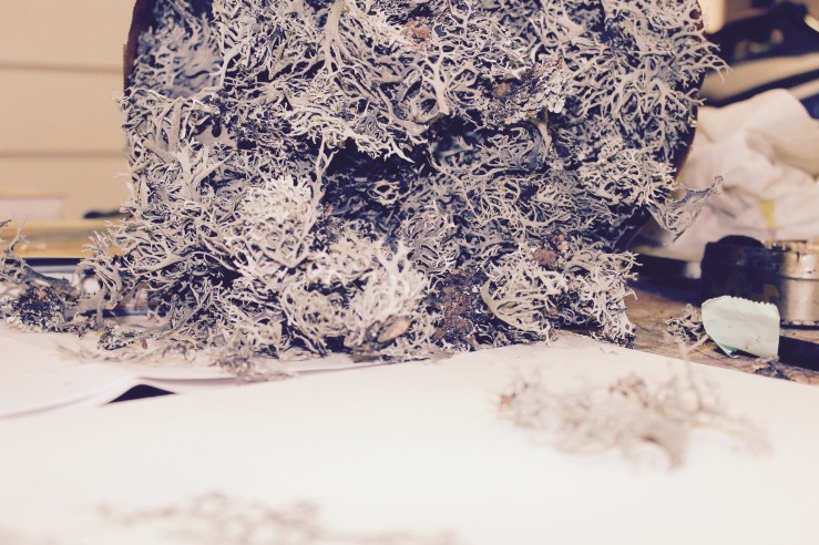 Natural dyes - plantes tinctoriales